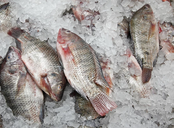 Japan's Frozen Fish Imports Surge to $504M in November 2023